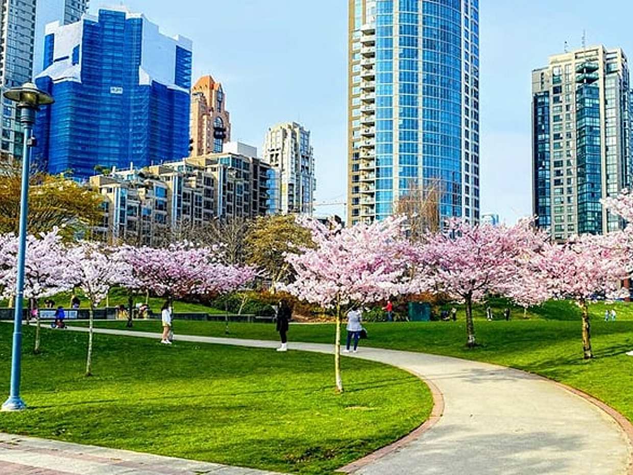 Vancouver City Tour with Cherry Blossom Festival Private, photo 3