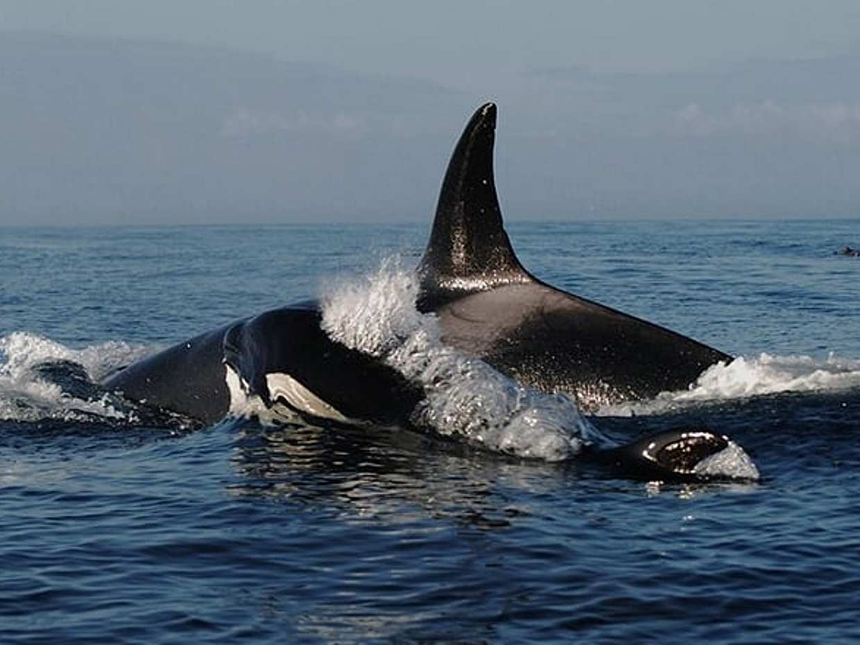Vancouver Whale Watching Adventure with City tour, photo 3