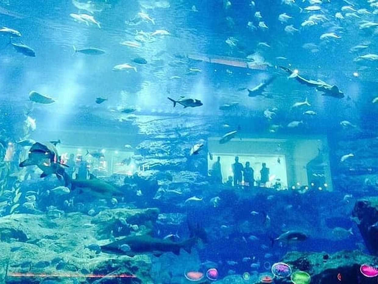 Dubai Aquarium and Underwater Zoo Tickets in United Arab Emirates, photo 5