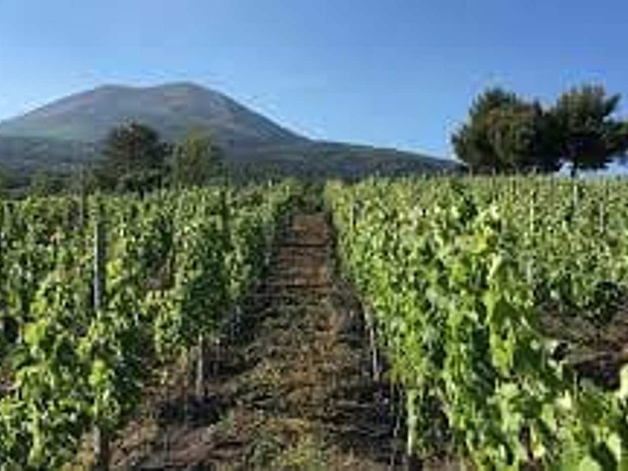 Wine tasting tour on the slopes of Vesuvius, photo 2