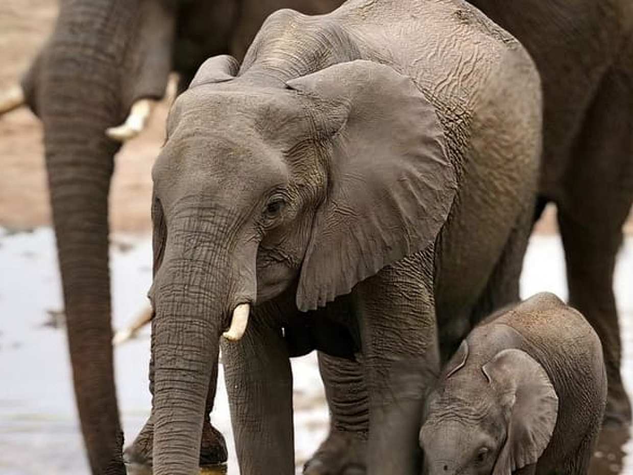 Tanzanya Safari: Serengeti, Ngorongoro ve Manyara Gölü | Büyük Beşli Yaban Hayatı Deneyimi, Arusha", photo 3