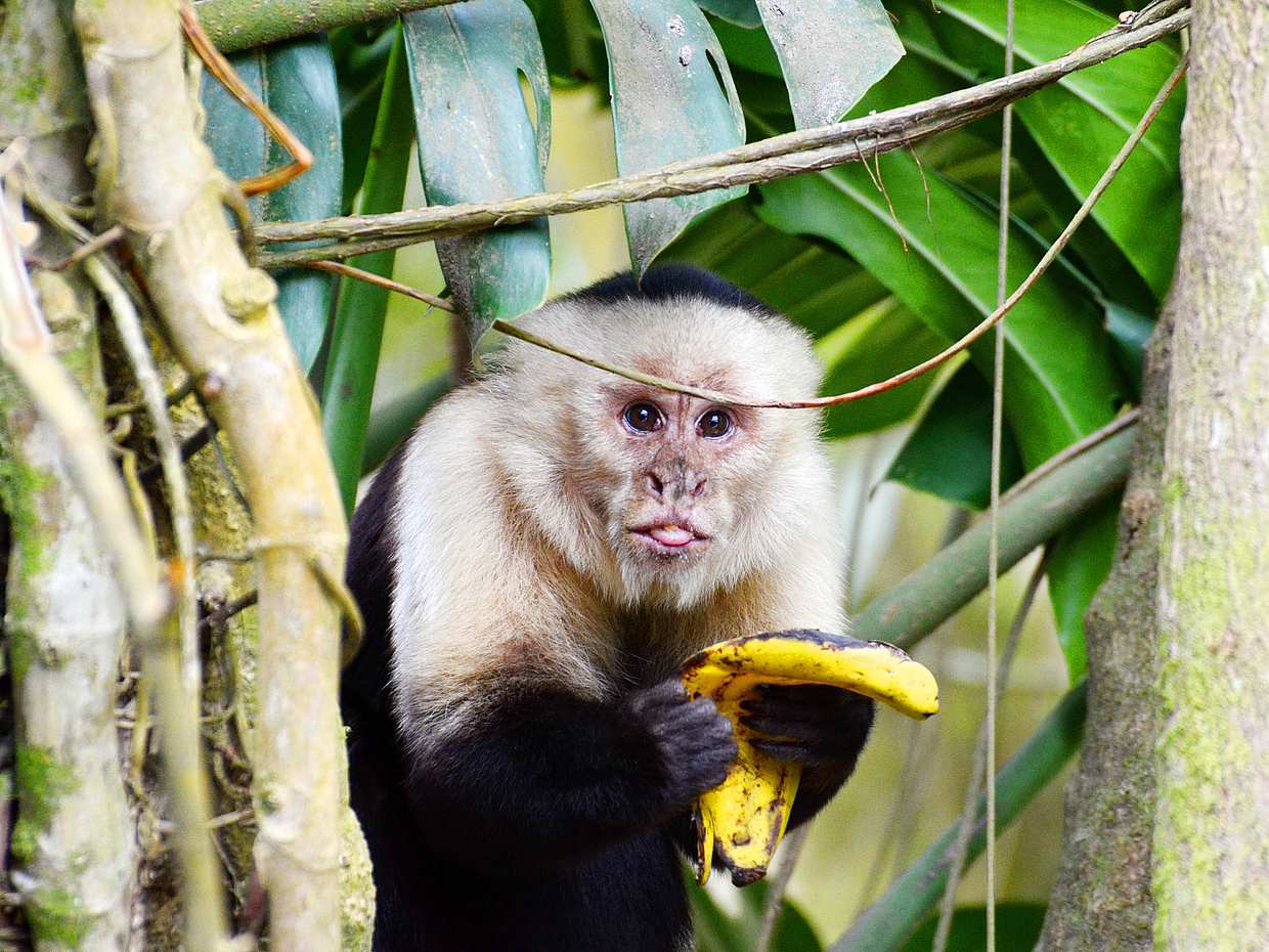 Visite de la forêt de nuages de Monteverde au Costa Rica, photo 3