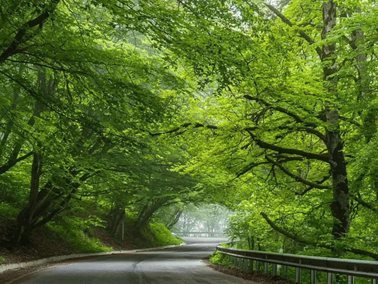 Discover Sabaduri Forest & More: National Park Adventure in Georgia, Tbilisi