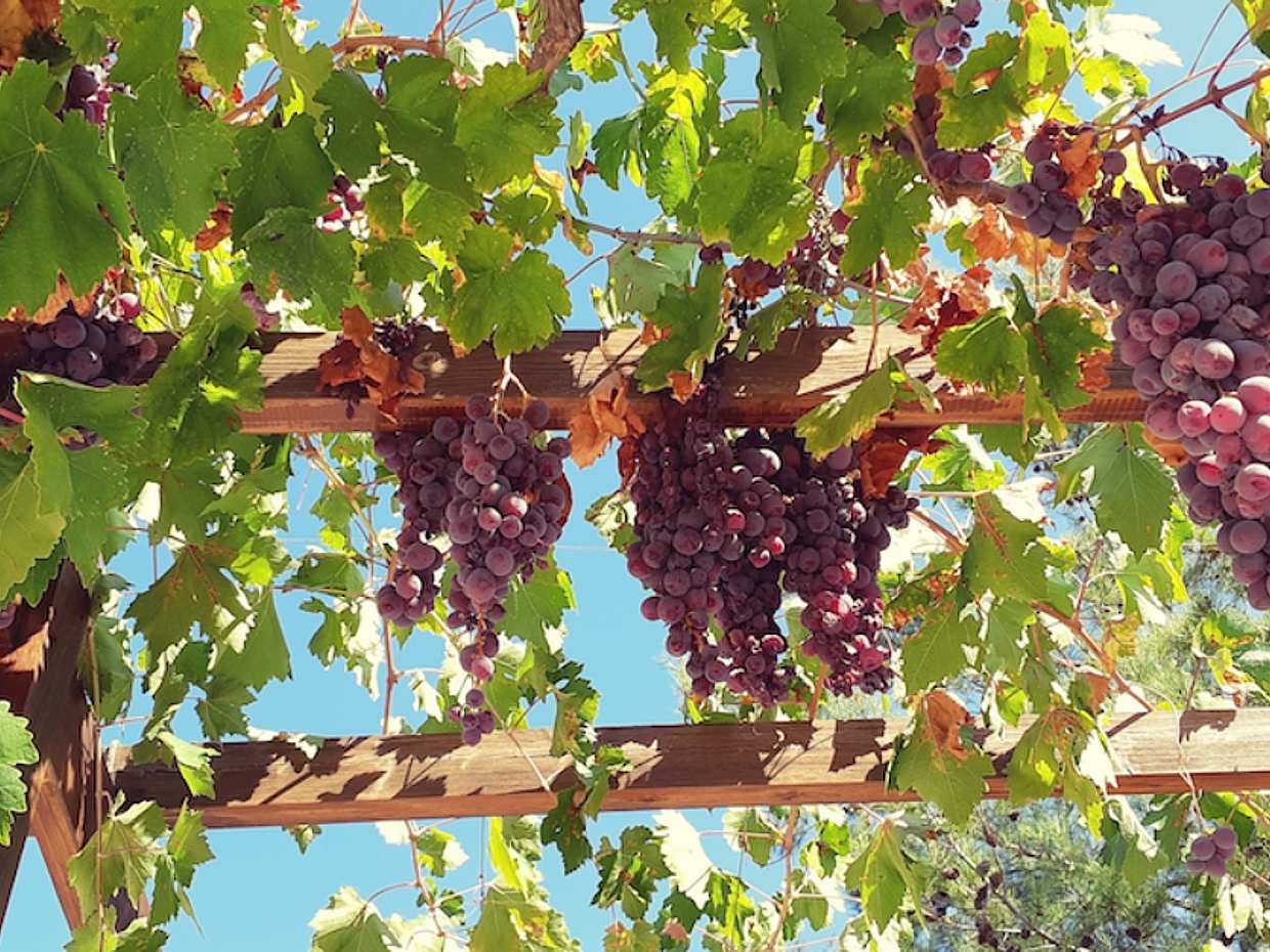 Troodos Mountain Villages and Wineries Tour with Tasting from Larnaca, photo 2