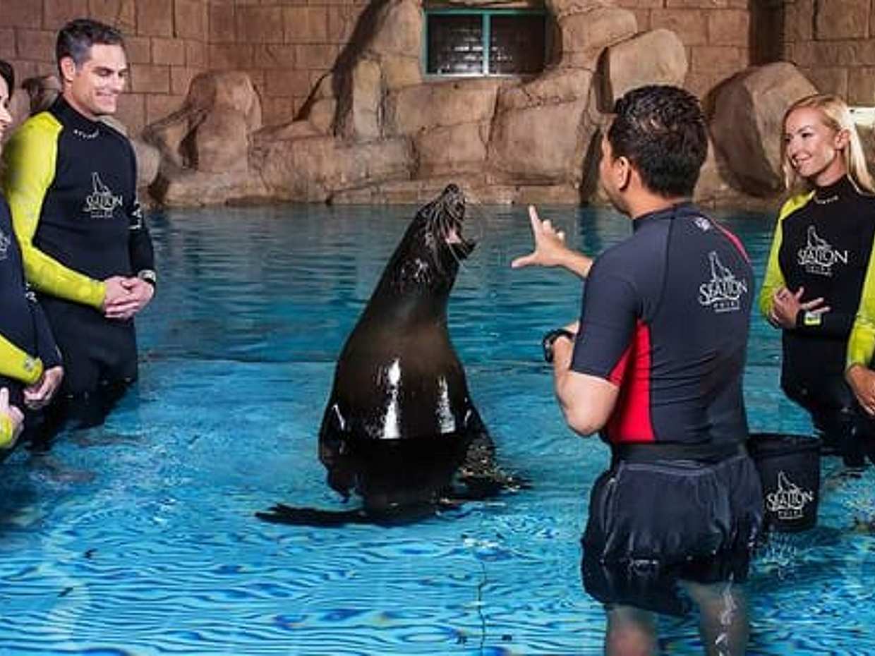"Sea Lion Discovery, Emiratos Árabes Unidos", photo 2