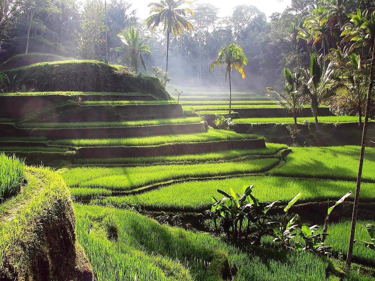 Bali Full-Day Traditional Village Sightseeing Trip All Inclusive in Indonesia