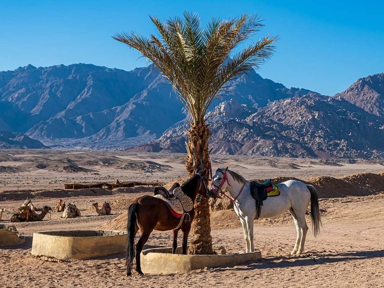 Passeios a Cavalo em Sharm El Sheikh, no Egito, Sharm El-Sheikh.
, photo 2