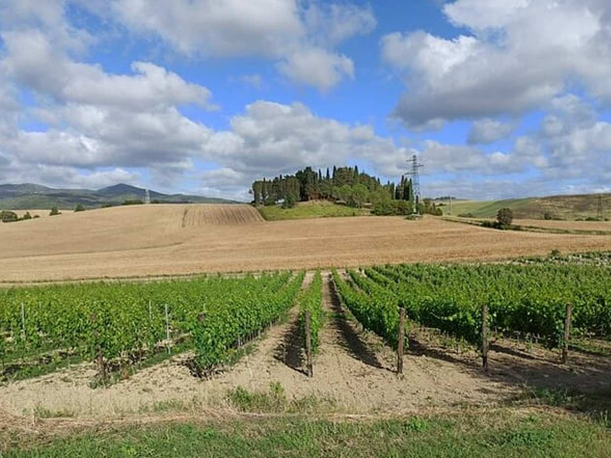 HALF-DAY: Chianti Classic Tour with Wine Experience & visit of San Gimignano, photo 3
