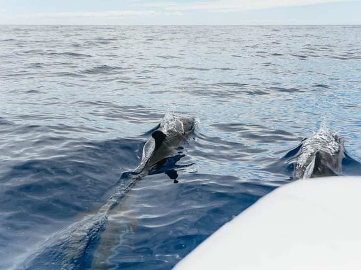Dolphins/Whales Experience in Portugal, Funchal, photo 3