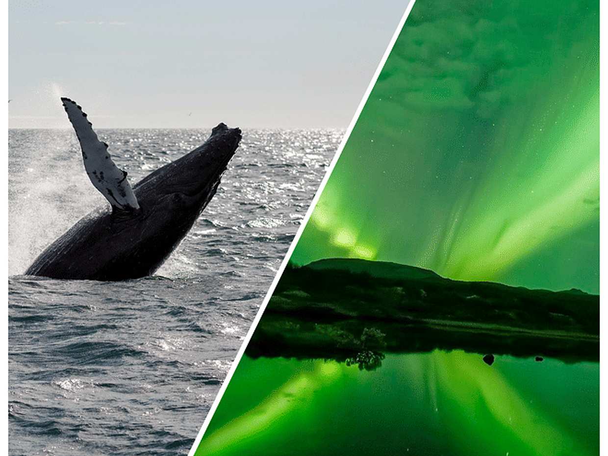 Whale Watching & Northern lights Combo Cruise from Reykjavik
