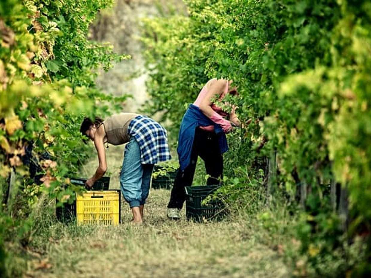 Picnic in the vineyard on the slopes of Vesuvius