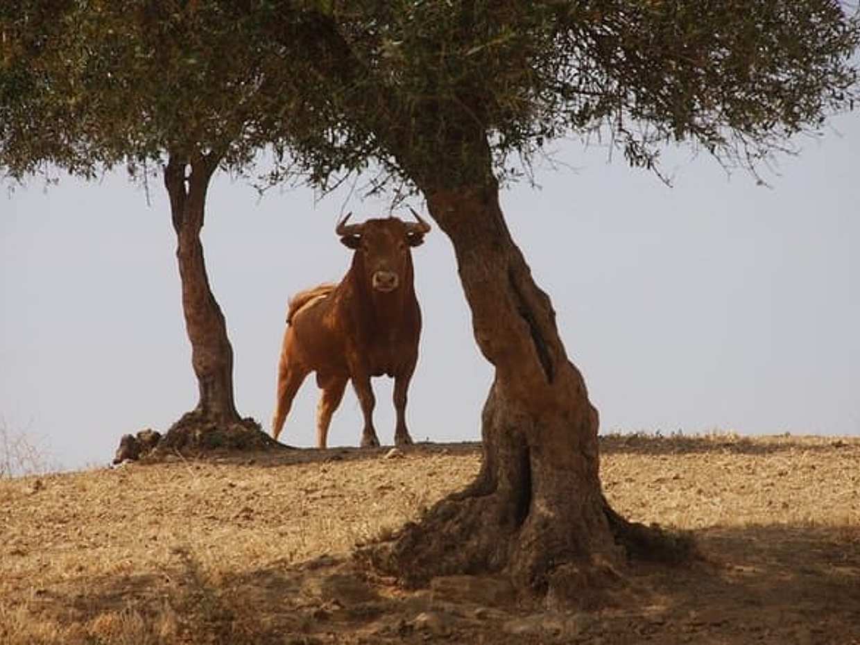 Exclusive Private Bull Ranch Winery and La Rabida Monastery Experience
