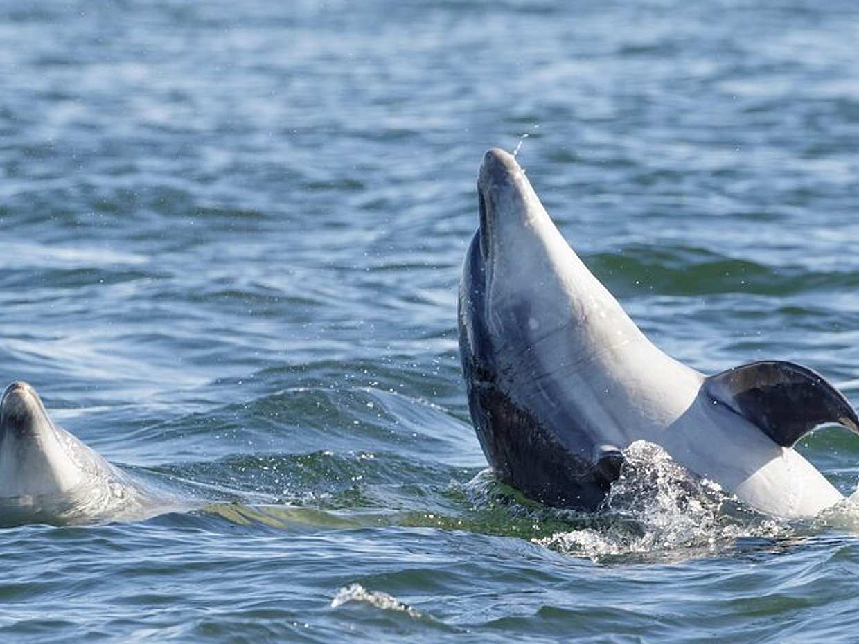 Guided Dolphin Watching in the Arrábida Natural Park in Portugal, Sesimbra, photo 4