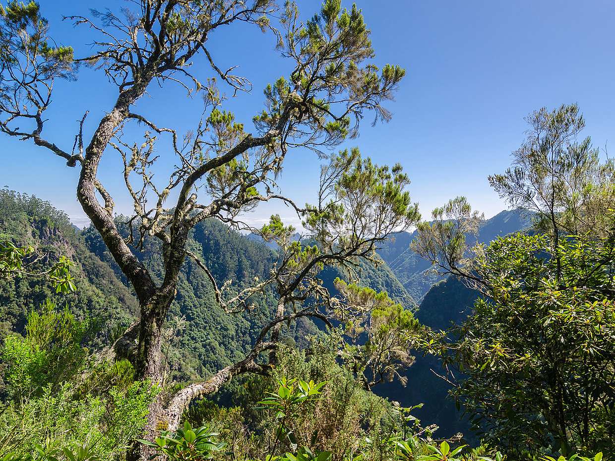 Ribeiro Frio, Portela Ganztägige Wanderung in Portugal, Funchal

