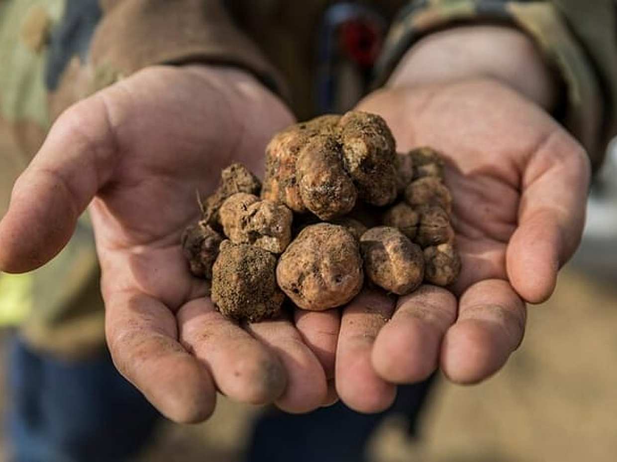 Truffle hunting experience with lunch and Chianti wine tasting