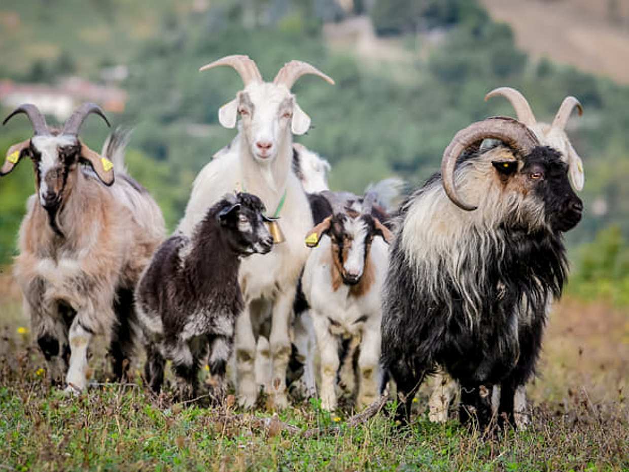 San Leo Cashmere: Farm Experience, photo 2