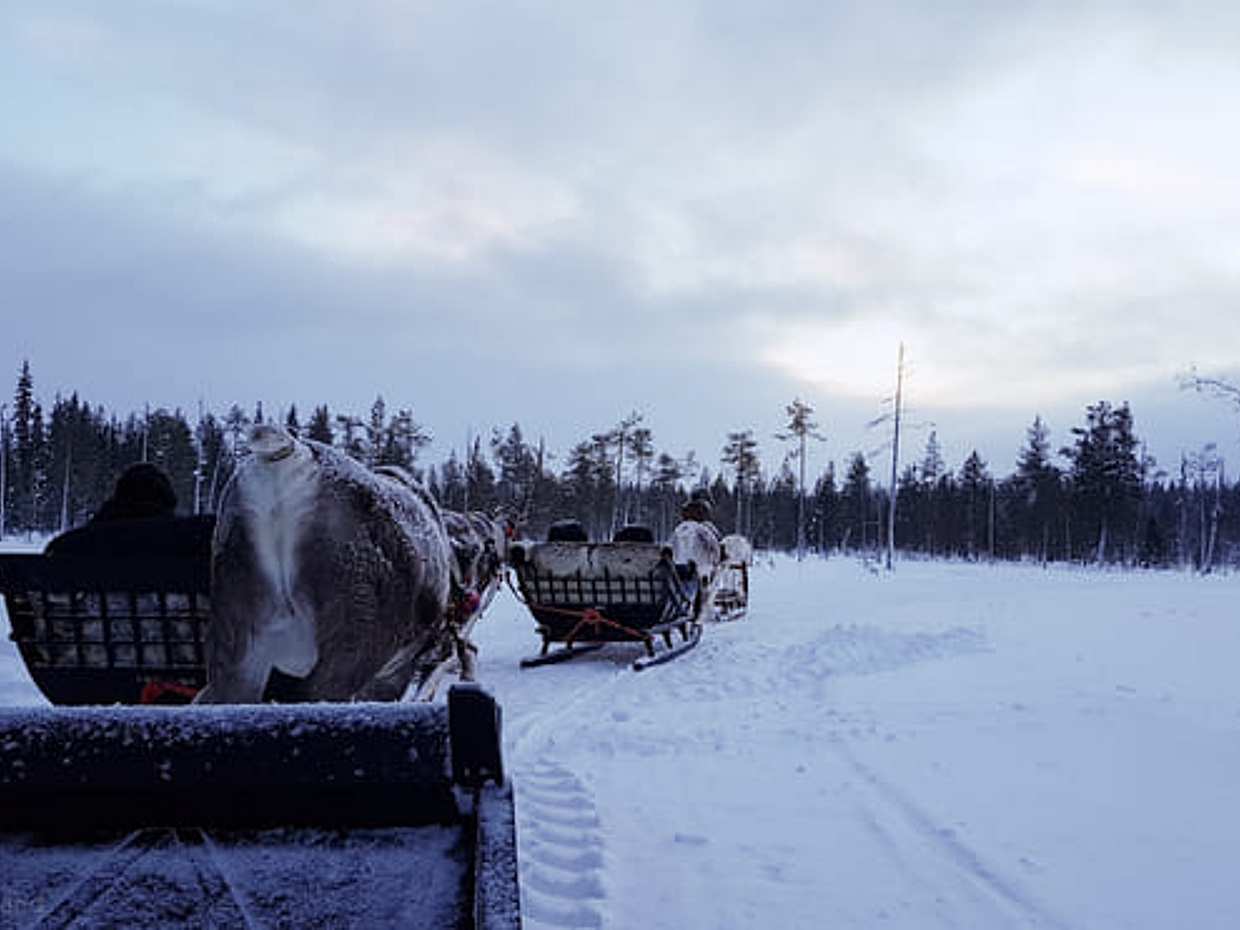 Reindeer Safari with Wilderness Lunch in Luosto, photo 2