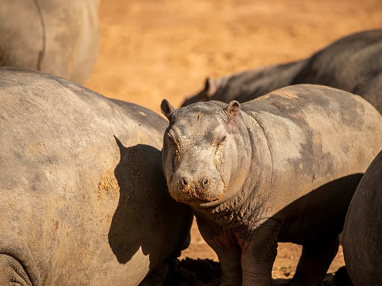 Half-day Afternoon Safari at Aquila Game Reserve in South Africa, Cape Town, photo 4