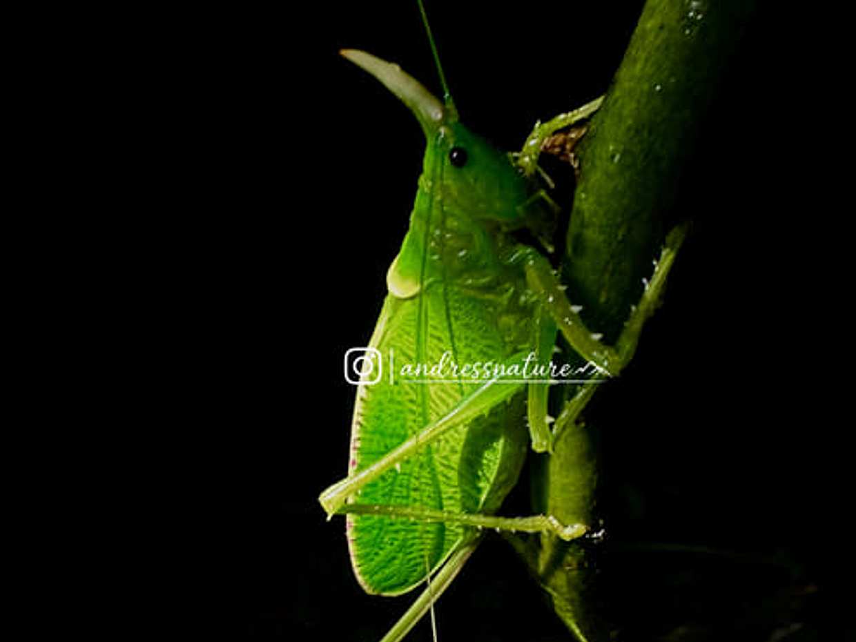 Monteverde Wildlife Night Tour with Steven, photo 4