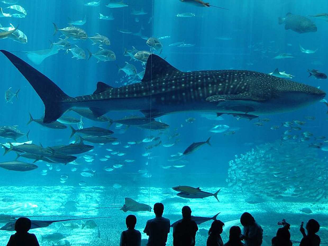 Florya Aquraium in Turkey, Florya Aquarium