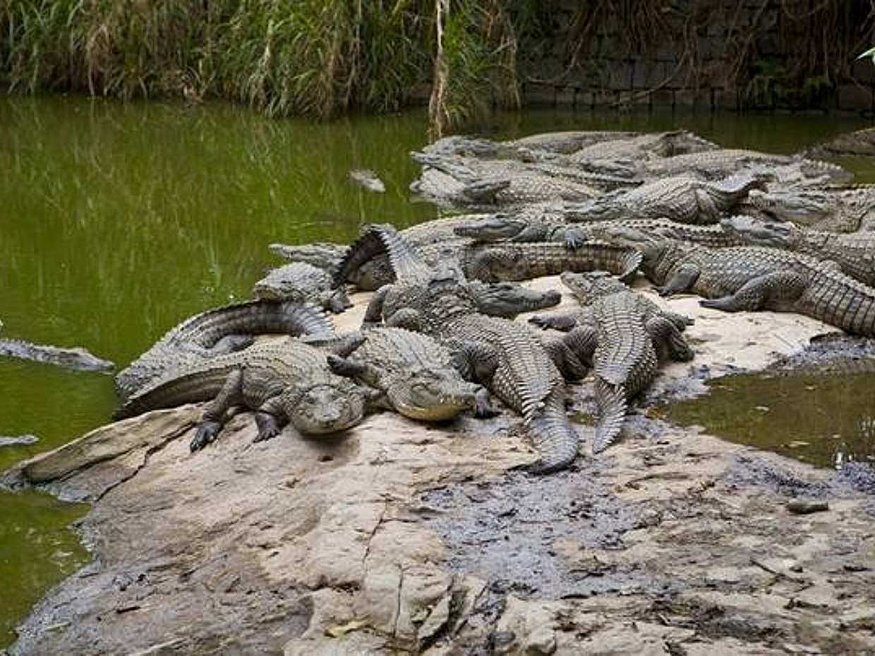 Private Dubai City tour & Crocodile Park Visit in United Arab Emirates, photo 3
