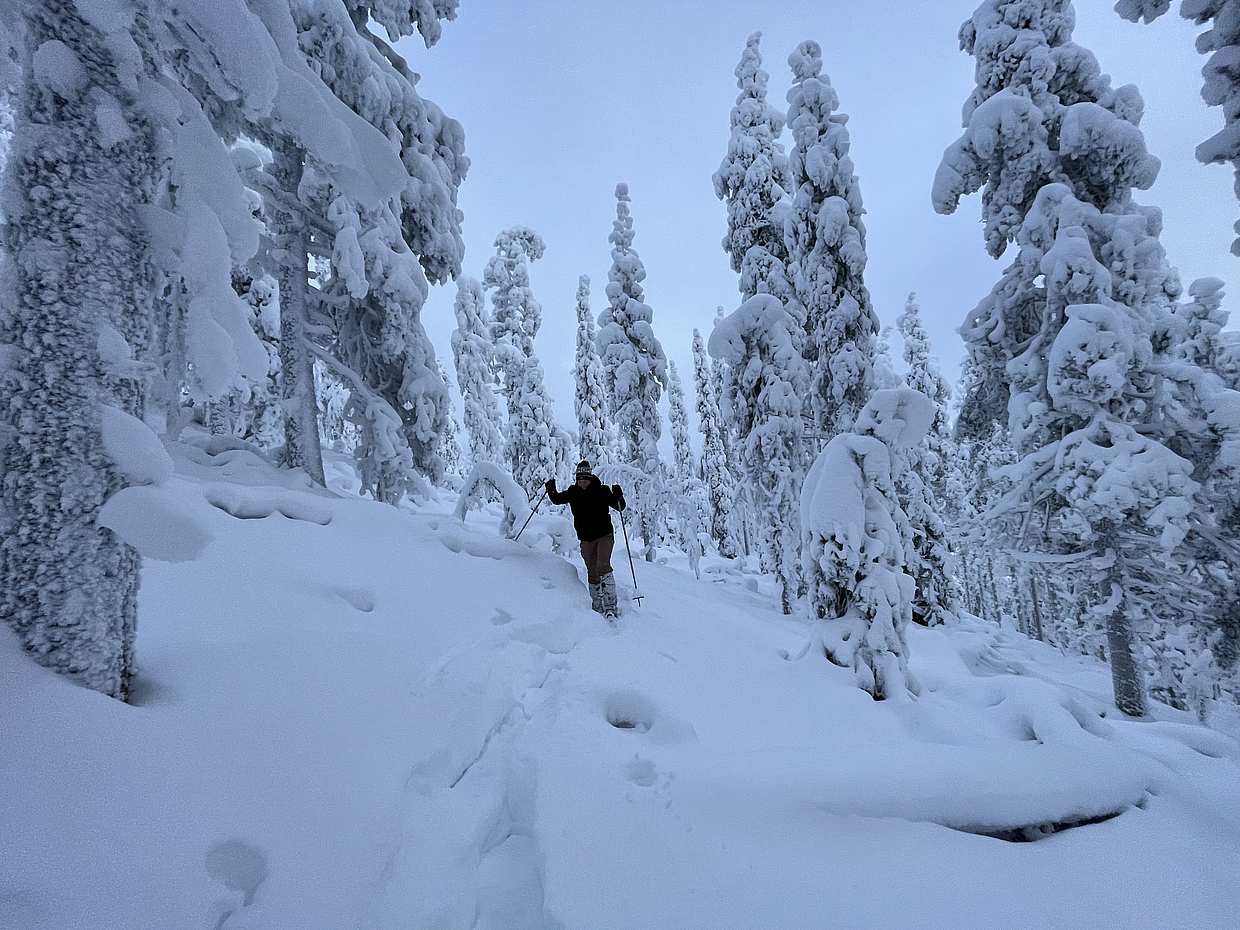 Finlandiya, Levi'deki Kar Ayakkabısıyla Yürüyüş, Kittilä Levi'de Kar Ayakkabısıyla Yürüyüş
, photo 2