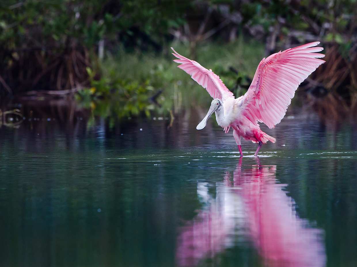 Everglades Holiday Park Tour in United States