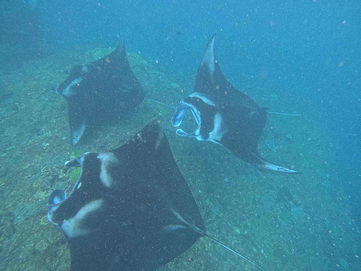 Vanuit Bali: dagtrip met lunch en Manta Bay snorkelen in Nusa Penida, Indonesië, Nusa Penida-eiland.
, photo 2