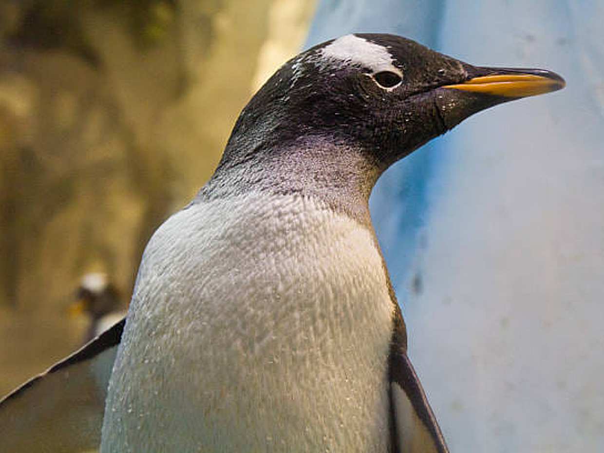 Dubai Aquarium & Underwater Zoo in United Arab Emirates, photo 4