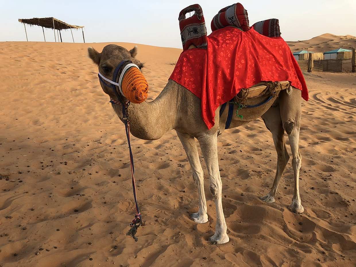Private Tour: Desert Safari  with Dinner from Fujairah in Ras al Khaimah, United Arab Emirates, photo 2