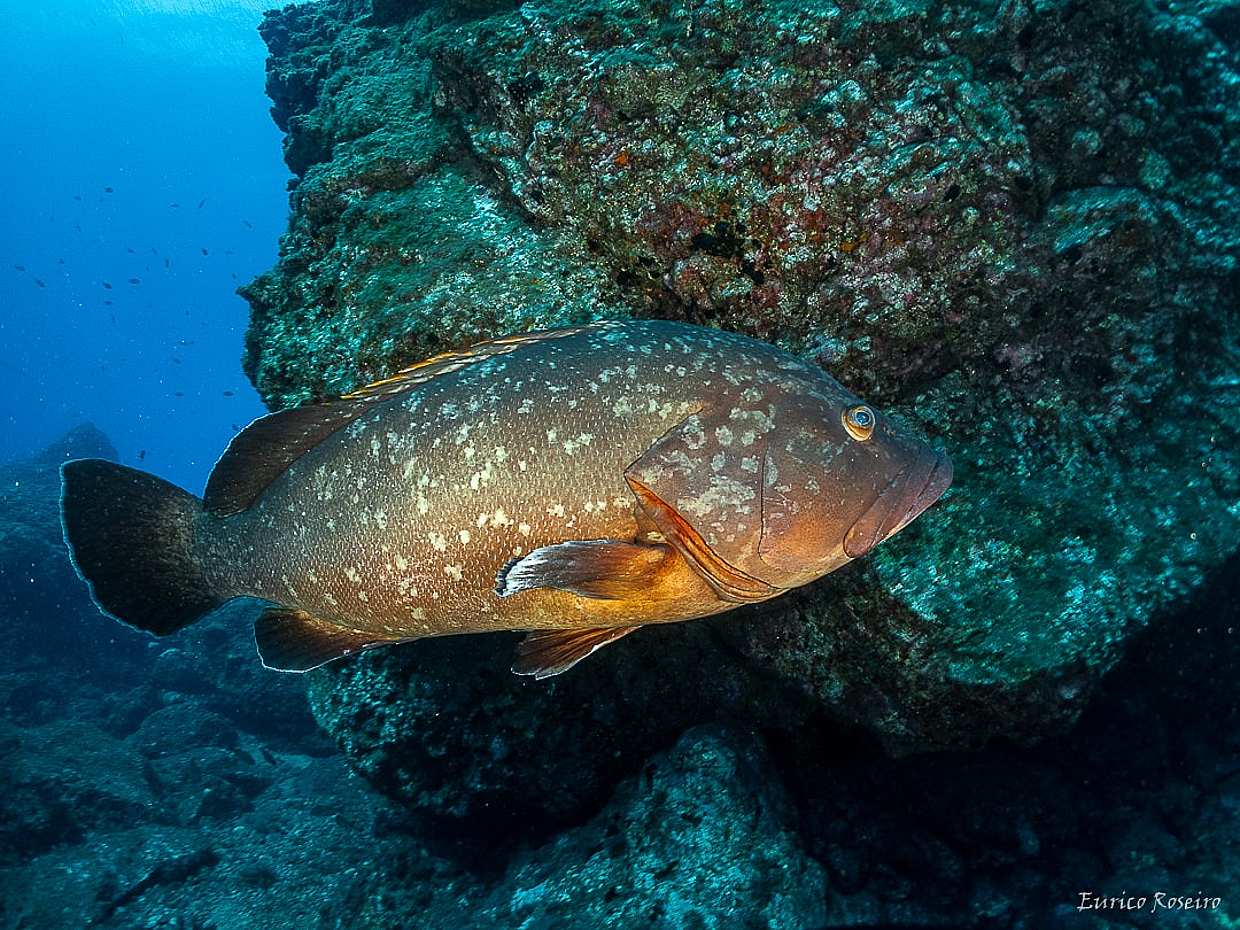 Scuba Dive Madeira, безопасная гавань Атлантики в Португалии.
, photo 2