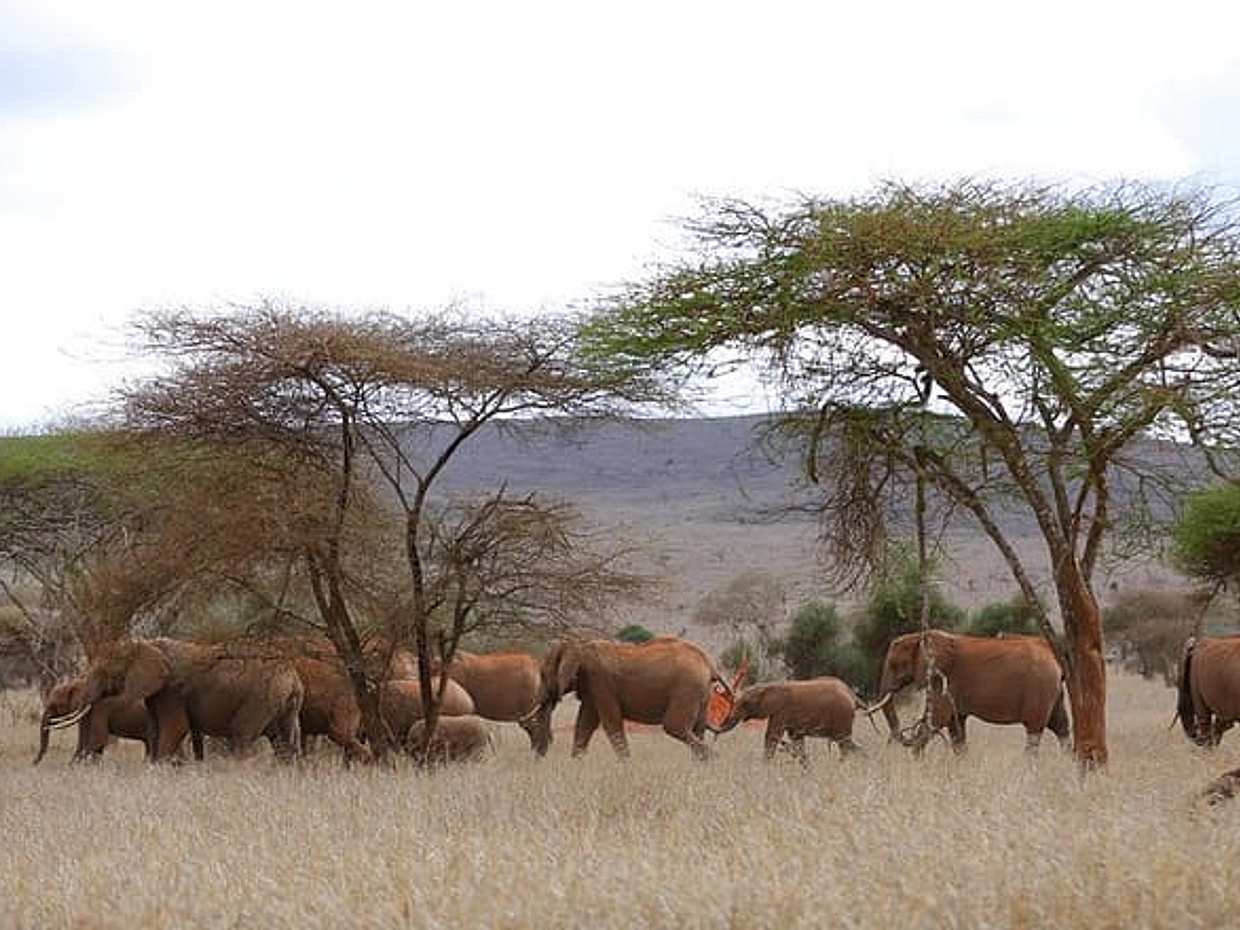 3-Day Train Tour from Mombasa to Taita Hills Wildlife Sanctuary., photo 5