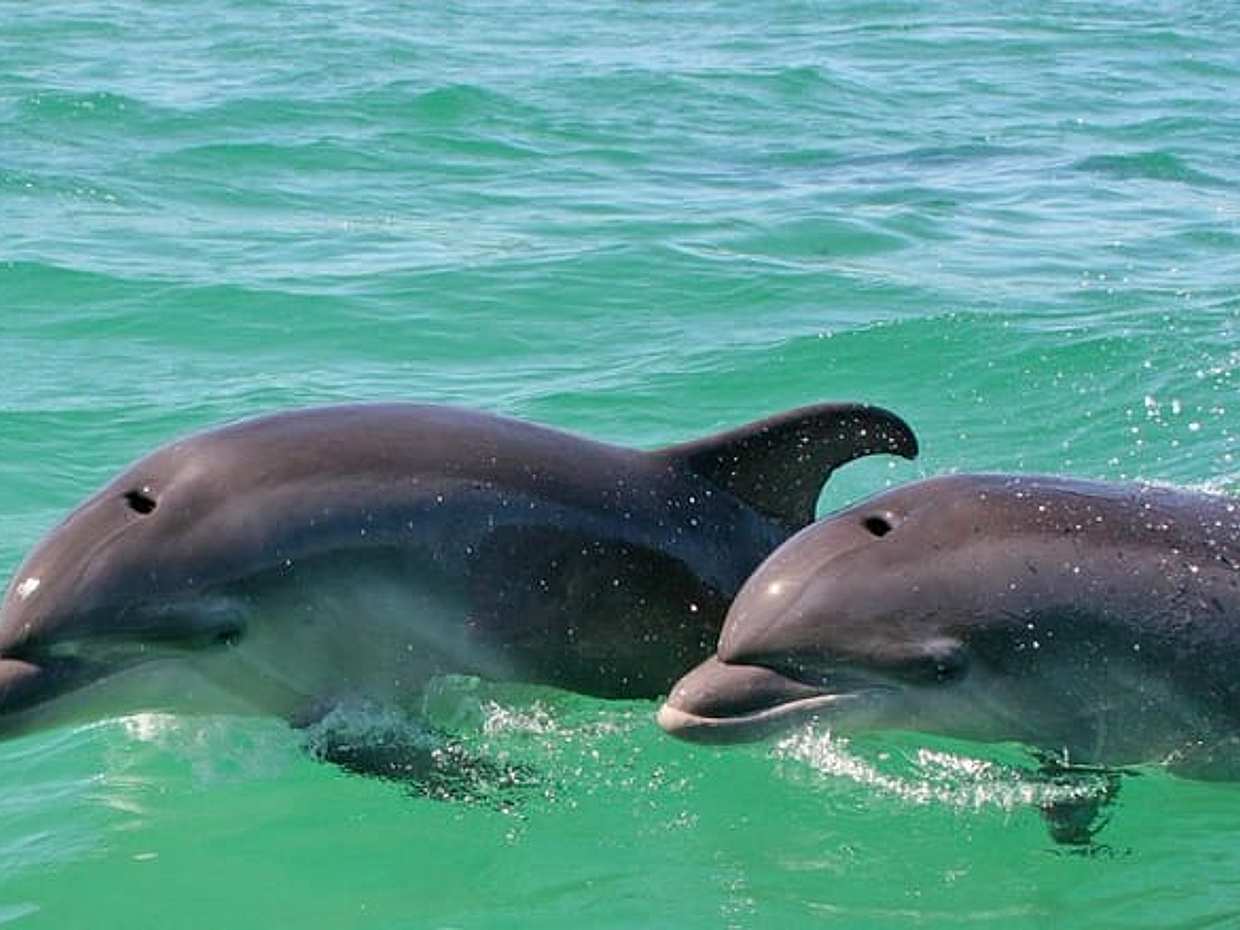 Rejs żaglówką po rzece Sado i Oceanie Atlantyckim — pół dnia w Portugalii, Lizbona, photo 4