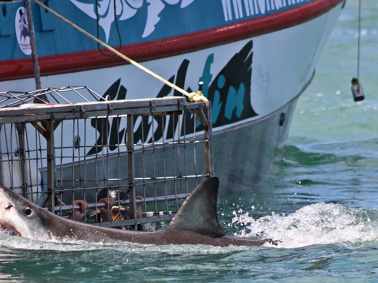 Buceo en jaulas de tiburones desde Ciudad del Cabo, photo 4