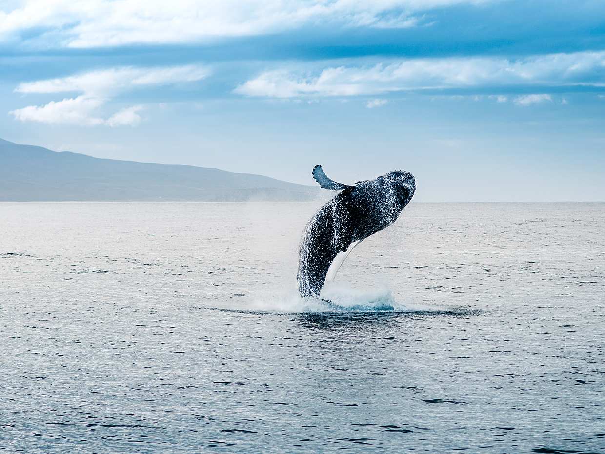 Classic Whale Watching Tour in Iceland, Reykjavik Whale Watching