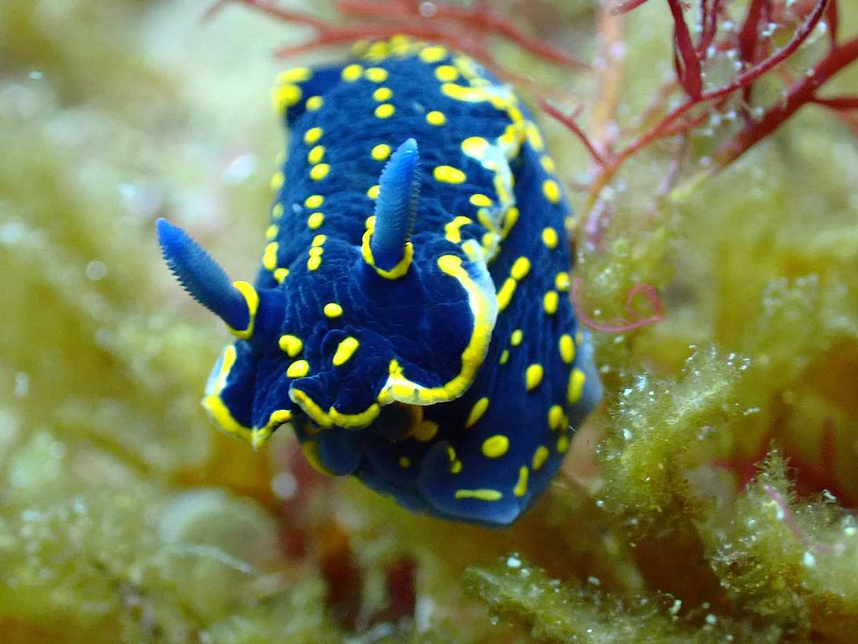 Azores: Diving in Faial Island in Portugal