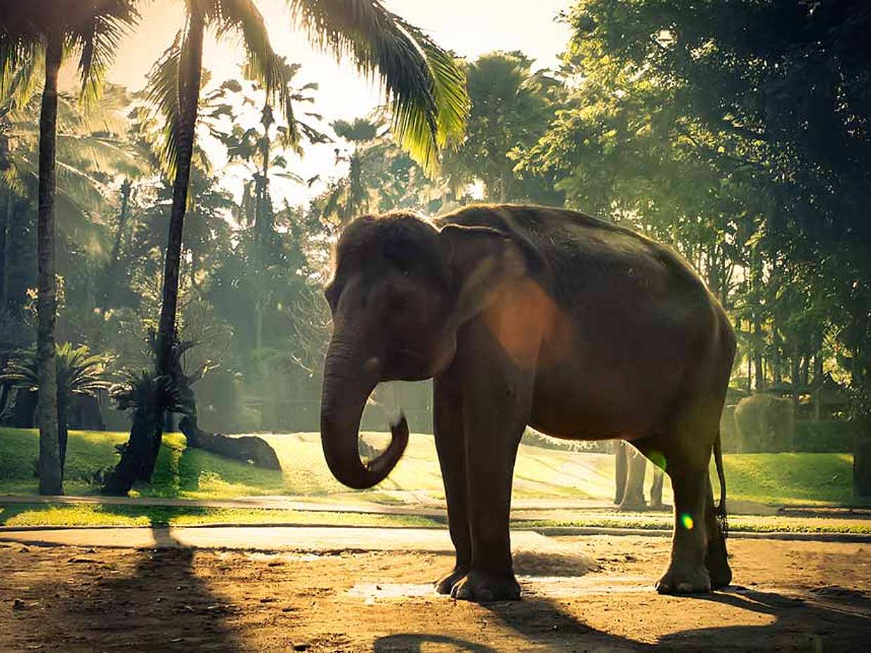 Bali Elephant Safari Park Tour, Indonesia, photo 4