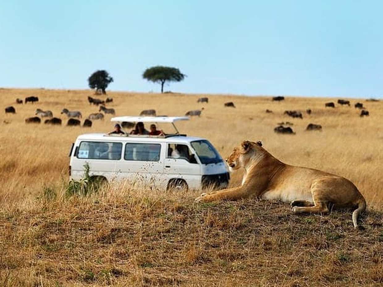 Nairobi Airport Layover Half Day Tour Nairobi National Park