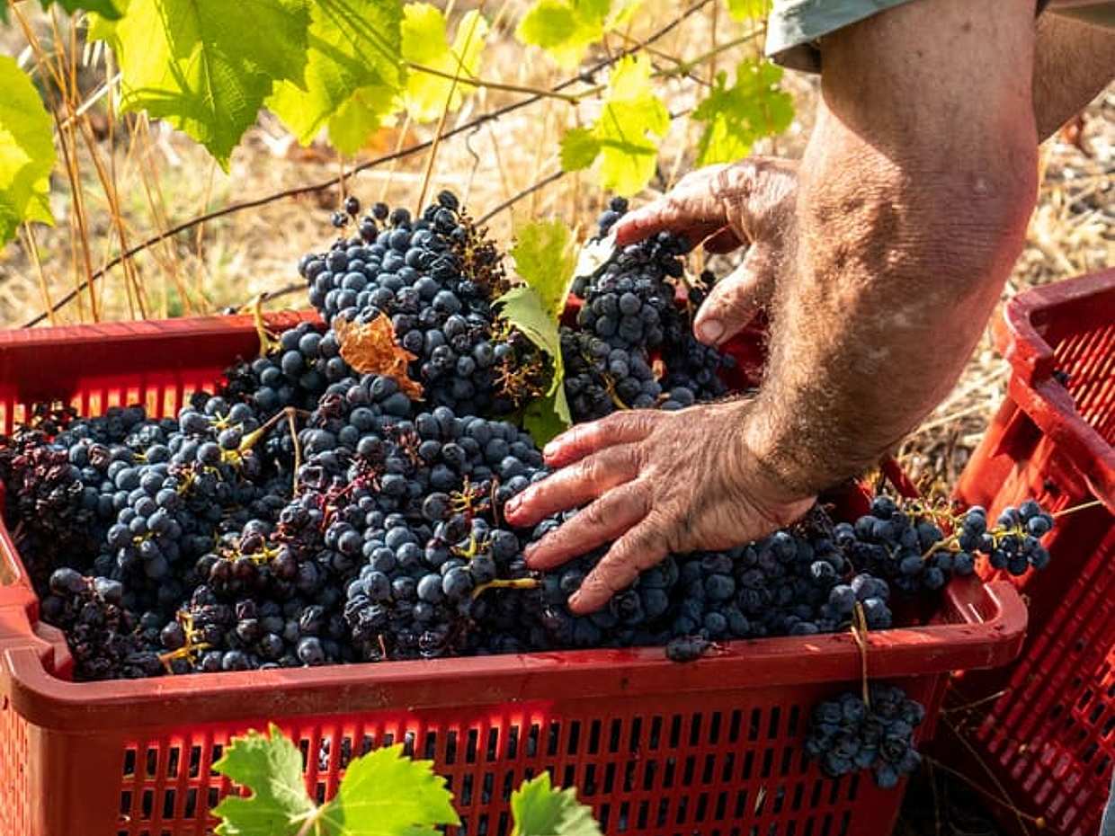 The Wines of Corbara: Exploring the Flavors of Umbria, photo 3