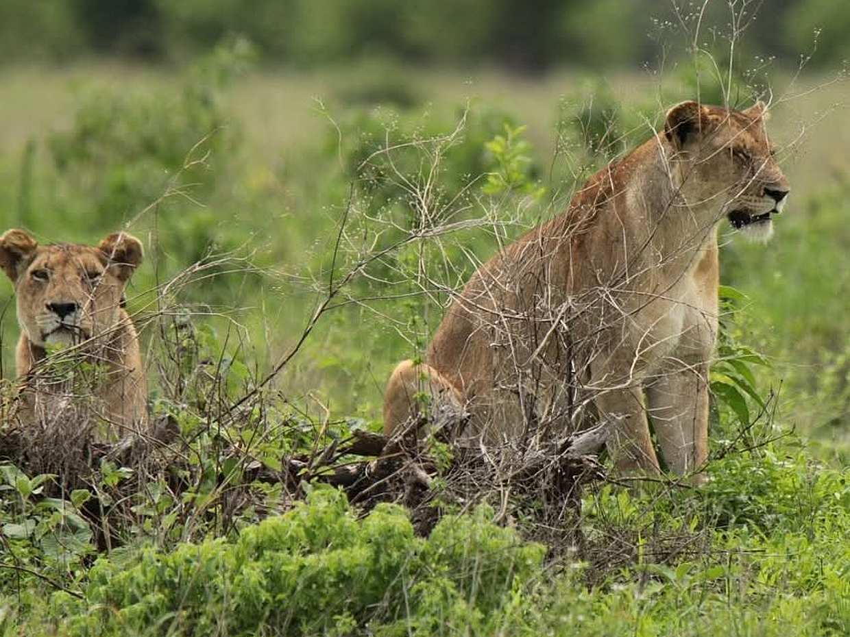 Tanzania: Day Safari in Tarangire National Park, Arusha, photo 2