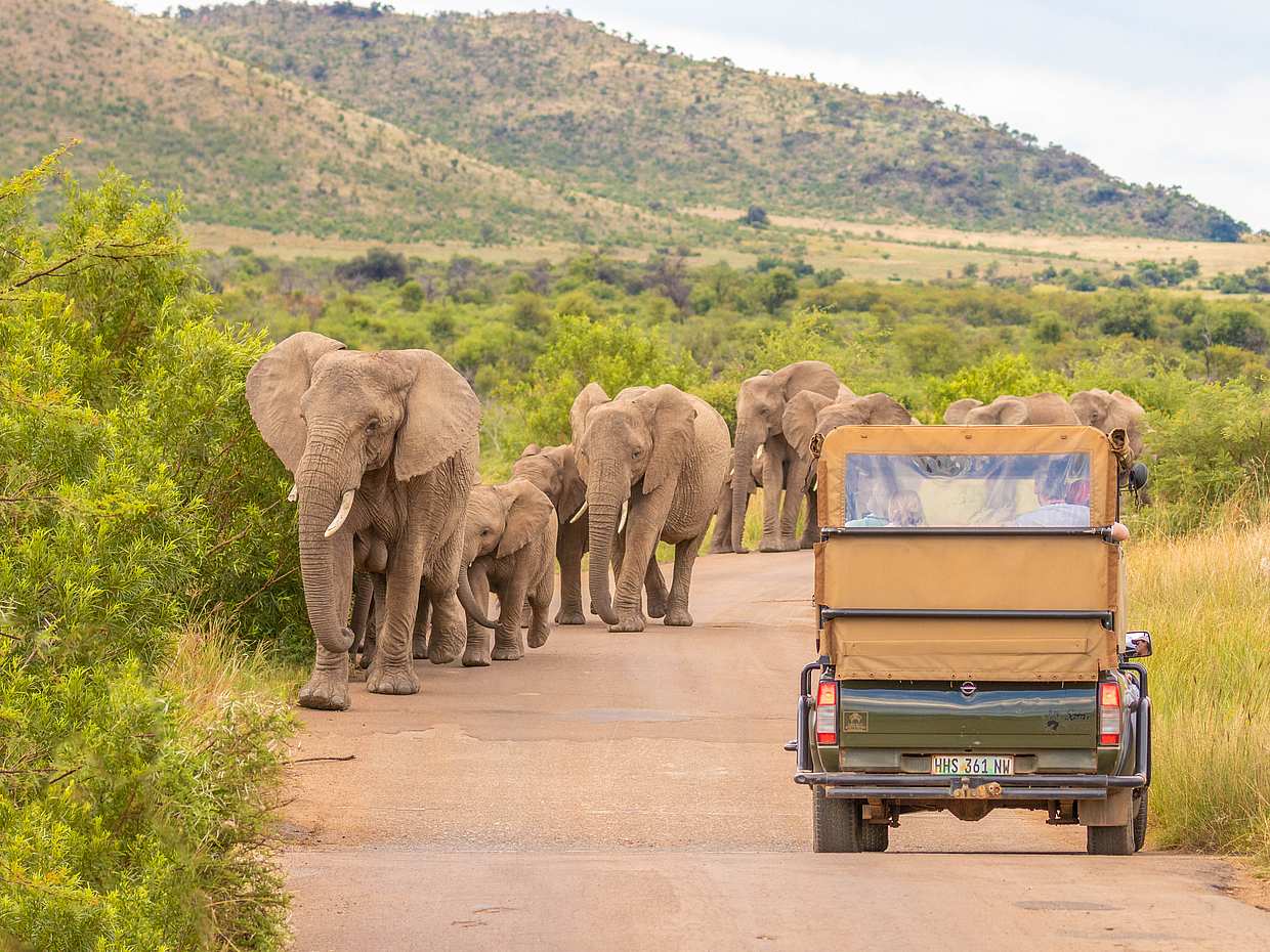 Full-day Pilanesberg Safari Tour in Johannesburg, South Africa