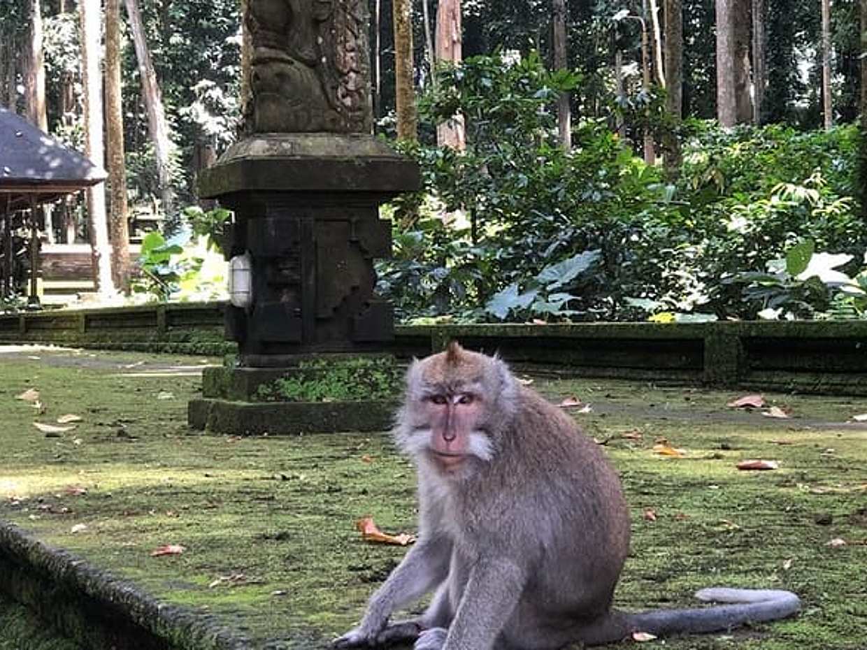 Discover UNESCO Heritage of Jatiluwih and Beratan Lake Temple, photo 2