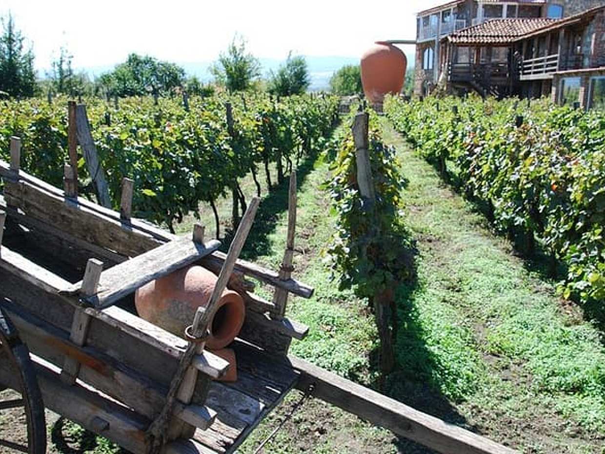 Private Full-Day Vintage Grape Harvest Festival with Lunch, photo 2