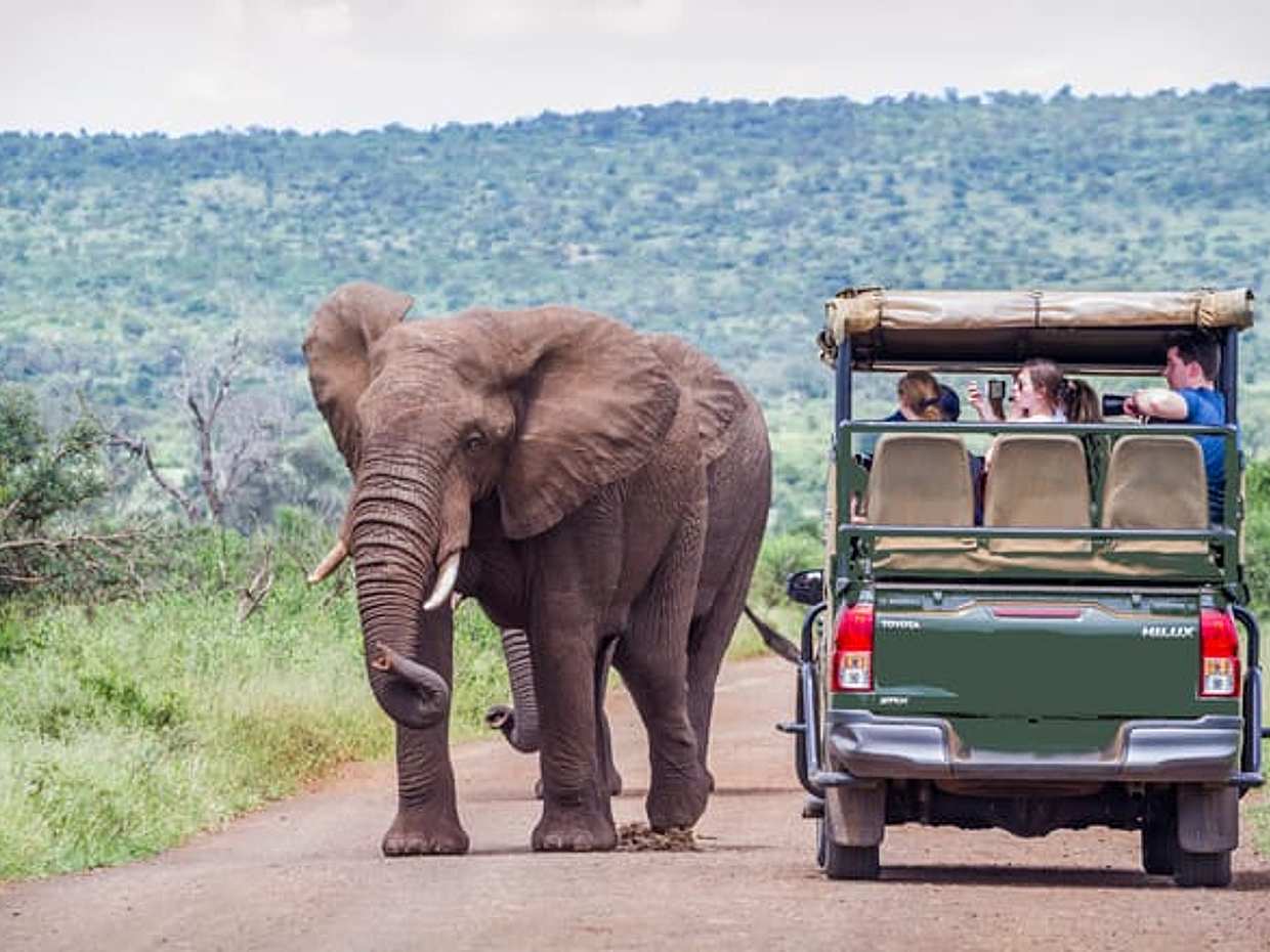 Full Day Exquisite Pilanesberg Safari Tours from Johannesburg