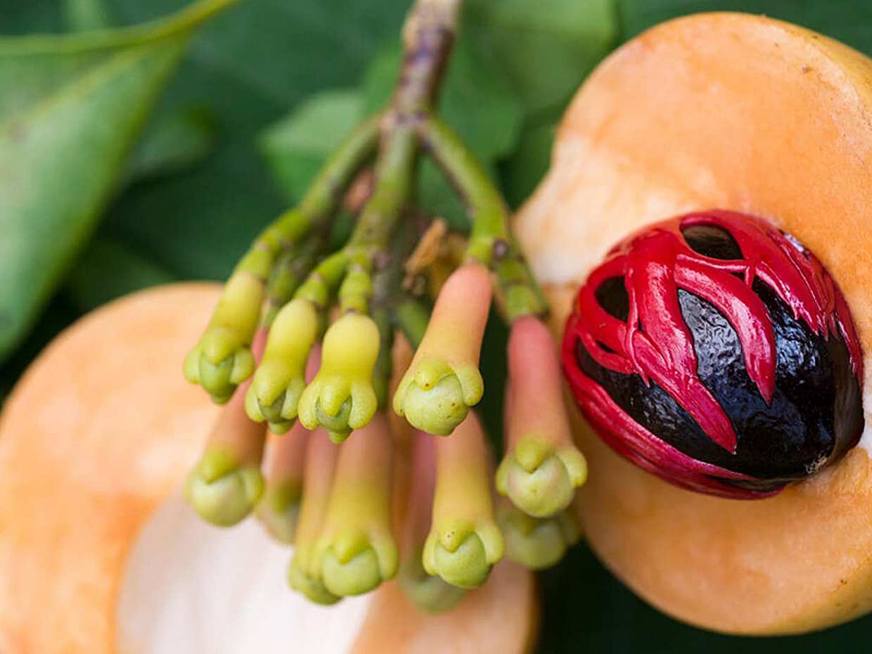 Zanzibar Spice Tour in Tanzania