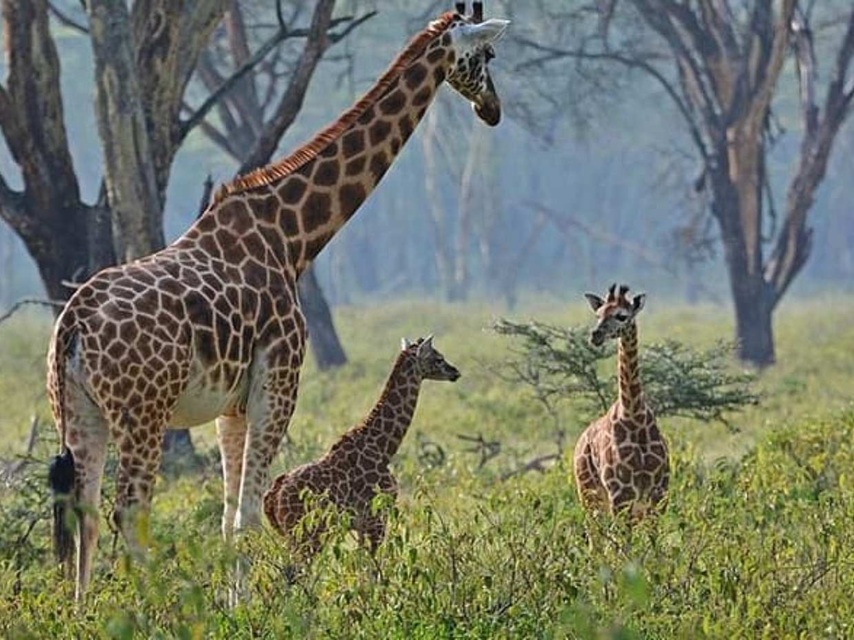 Full Day Lake Nakuru Park and optional boat ride on Lake Naivasha, photo 3