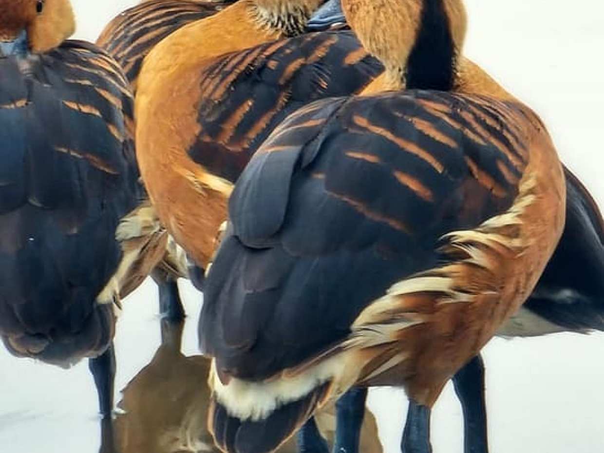 Bird-Watching Nairobi Park Tour in Kenya