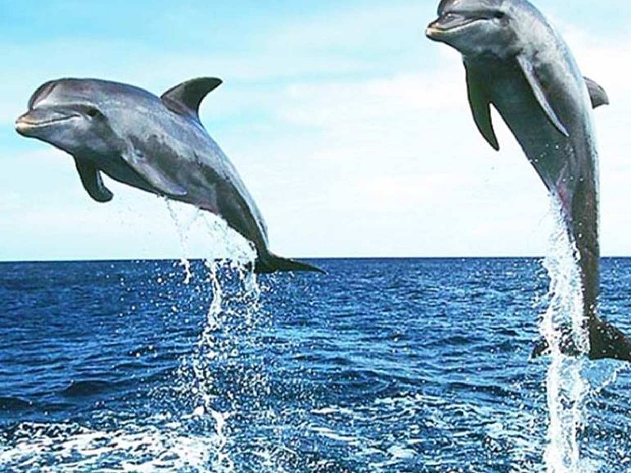 Kizimkazi Dolphin Tour in Tanzania, Zanzibar, photo 3