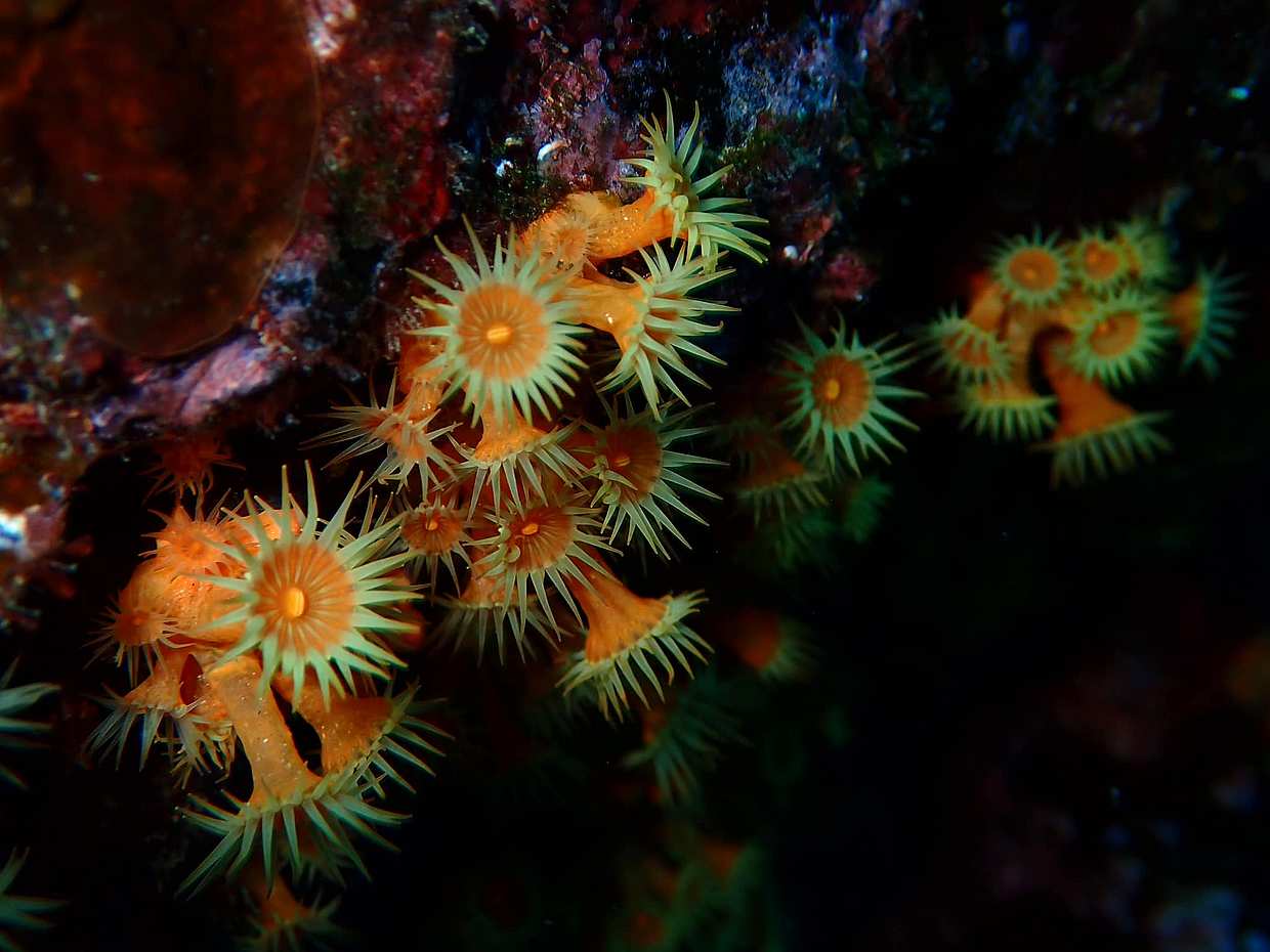 Azores: Diving in Faial Island in Portugal, photo 5