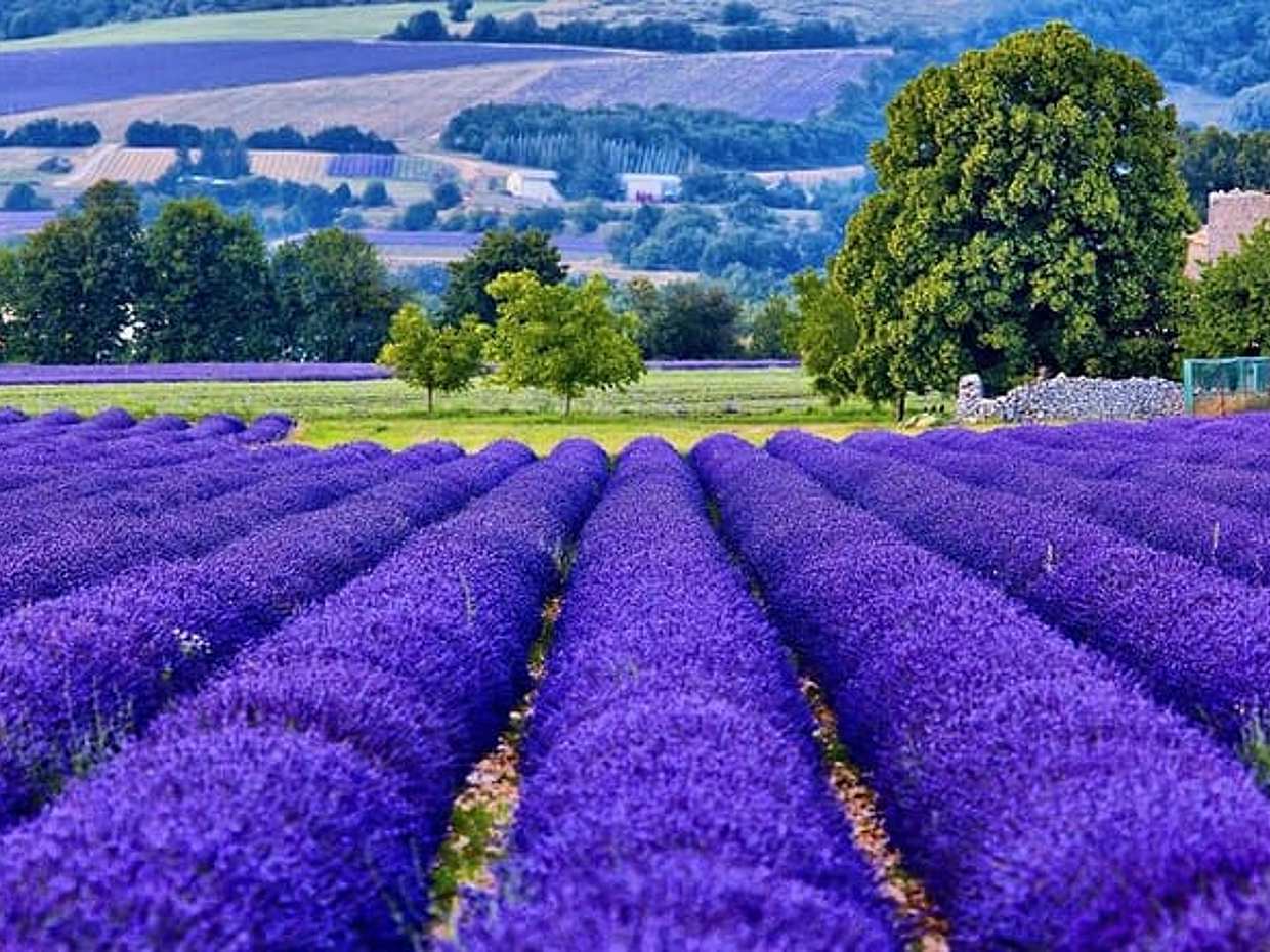 7-day Private Burgundy Wine tastings, Provence, Nice, Monaco Tour.